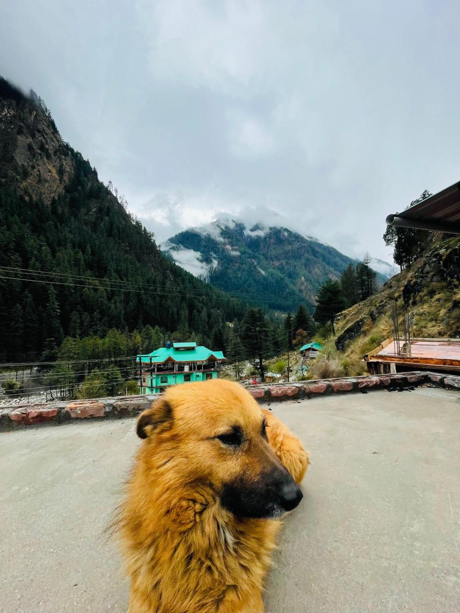 Trippy Homestay Kasol Bagian luar foto